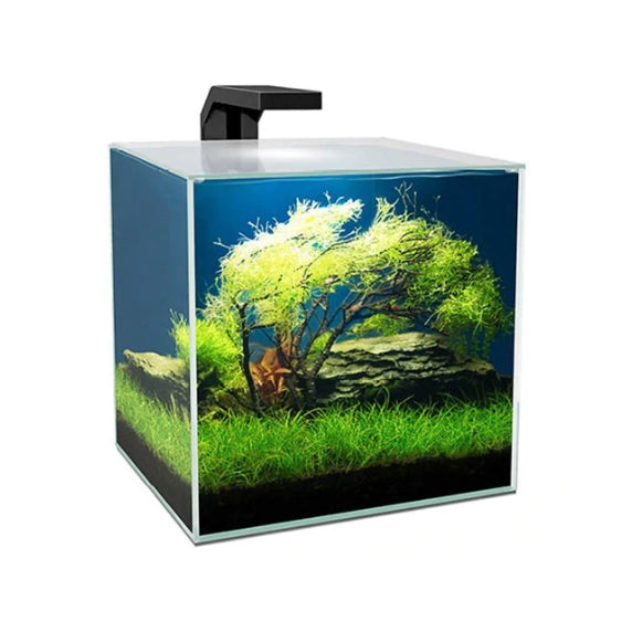 Aquatic Tranquility: Transform Your Home with a Serene Fish Tank